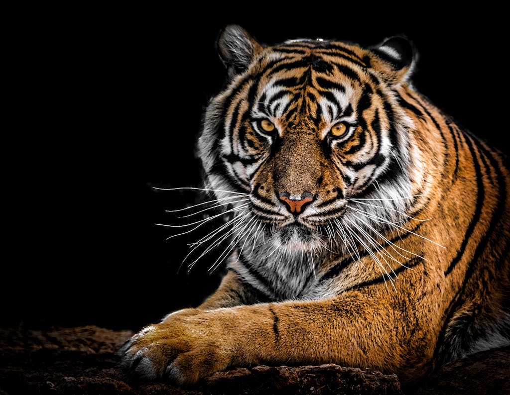 Close-up portrait of a Bengal tiger showcasing its fierce gaze and striking stripes in a dramatic setting.