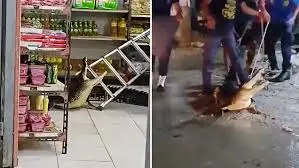 Supermarket crocodile Indonesia caught inside grocery store aisle and later restrained by rescuers