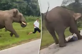 Selfie elephant Karnataka tourist attacked while taking photo with wild elephant on the road