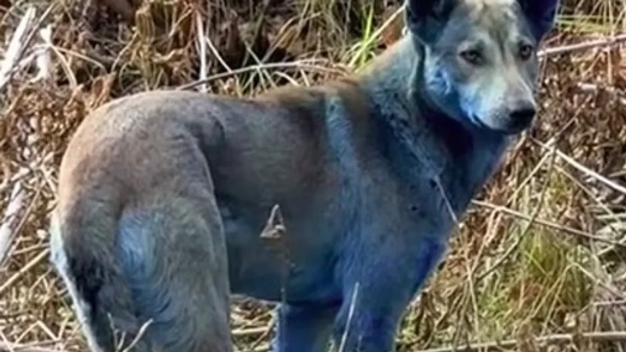 Chernobyl blue dog standing in the exclusion zone